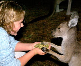 Discovery Bay's Walk On The Wild Side - Find Attractions 0