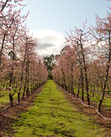 Raeburn Orchards - Find Attractions 0