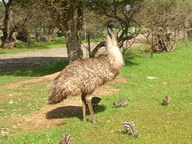 Marion Bay SA Find Attractions