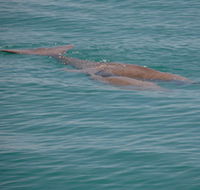 Dugongs - Find Attractions