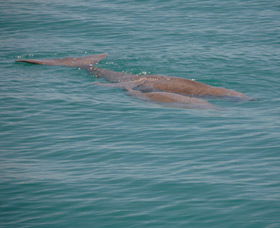 Dugongs - Find Attractions 0