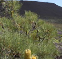 Lesueur Walk Trail Mount Lesueur - Find Attractions