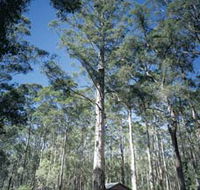 Diamond Tree Lookout Manjimup - Find Attractions
