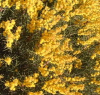 Dalwallinu Remnant Bushland - Find Attractions