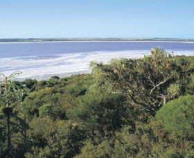 Pink Lake - Find Attractions 0