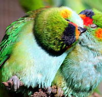 Rainbow Jungle - The Australian Parrot Breeding Centre - Find Attractions