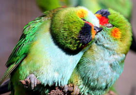 Rainbow Jungle - The Australian Parrot Breeding Centre - Find Attractions 0