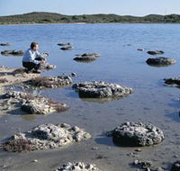 Lake Thetis Stromatolites - Find Attractions