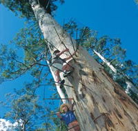 Dave Evans Bicentennial Tree - Find Attractions