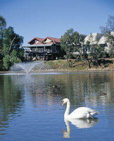 White Swans - Find Attractions 0