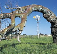 Greenough Leaning Trees - Find Attractions
