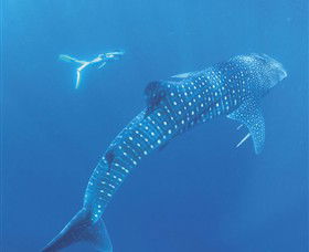 Ningaloo Marine Park - Find Attractions 0