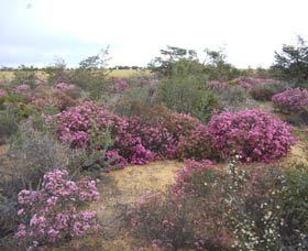 Reynoldson's Flora Reserve Wongan Hills