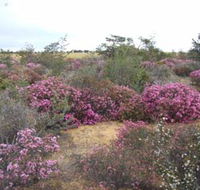 Reynoldson's Flora Reserve - Find Attractions