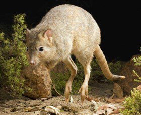Kanyana Wildlife Perth