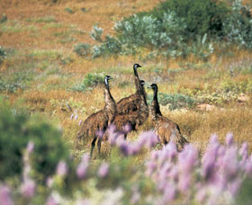 Jurabi Coastal Reserve Exmouth