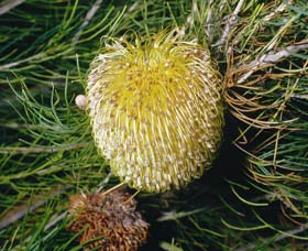 Morangup WA Find Attractions
