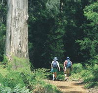 Gloucester Tree - Find Attractions