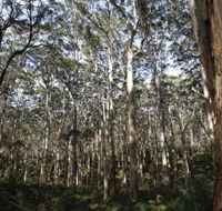 Boranup Karri Forest - Find Attractions