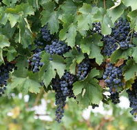 Capel Vale Wines - Find Attractions