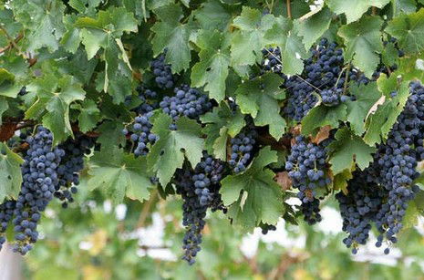 Capel Vale Wines - Find Attractions 0