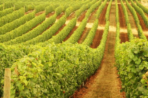 Xanadu Wines - Find Attractions 0