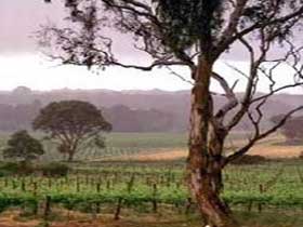 Yangarra Estate Vineyard - Find Attractions 0