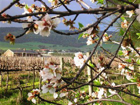 Cradle Of Hills McLaren Vale Winery - Find Attractions 0