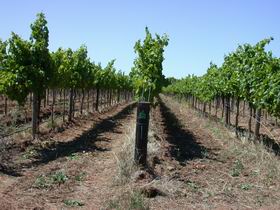 Temple Bruer Winery - Find Attractions 0