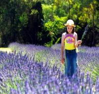 Brayfield Park Lavender Farm - Find Attractions