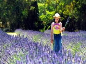 Brayfield Park Lavender Farm - Find Attractions 0