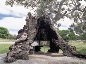 The Herbig Family Tree - Find Attractions 0