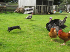 Echo Farm Mount Gambier