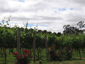 Manyara Vineyard - Find Attractions 0
