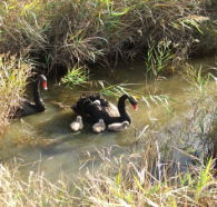 Tamar Island Wetlands Reserve and Interpretation Centre - Find Attractions