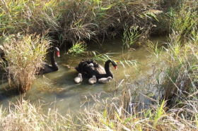 Tamar Island Wetlands Reserve And Interpretation Centre - Find Attractions 0