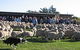Curringa Farm - Accommodation And Farm Tours - thumb 0