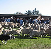 Curringa Farm - Accommodation and Farm Tours - Find Attractions
