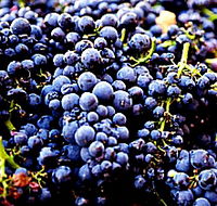 Laurel Bank Vineyard - Find Attractions