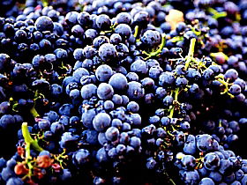 Laurel Bank Vineyard - Find Attractions 0