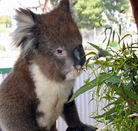 Glen-Forest Tourist Park - Find Attractions