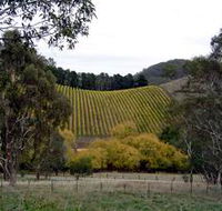 Mt Bera Vineyards - Find Attractions