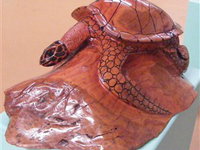 Ants Redgum Gallery