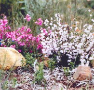 Stokes Bay Bush Garden - Find Attractions