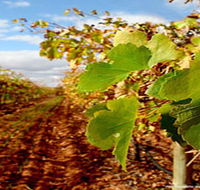 Mirabella Vineyards - Find Attractions