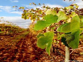 Mirabella Vineyards - Find Attractions 0