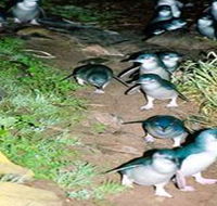 Penneshaw Penguin Centre - Find Attractions