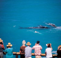 Whale Watching At Head Of Bight - Find Attractions
