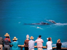 Whale Watching At Head Of Bight - Find Attractions 0