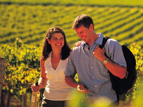 Lady Bay Vineyard - Find Attractions 0